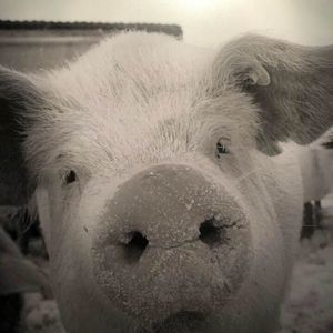 Meet your Posher, Jamie